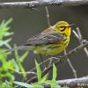 Prairie Warbler photo by Daniel Streifel