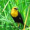 Yellow-headed Blackbird photo by Mick Zerr