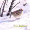 American Tree Sparrow photo by Mick Zerr
