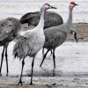 Sandhill Crane photo by Mick Zerr