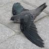 Chimney Swift photo by Kelly Preheim