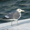 California Gull photo by Kelly Preheim