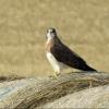 Swainson's Hawk photo by Kelly Preheim