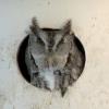 Eastern Screech-Owl photo by Kelly Preheim