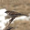 House Sparrow photo by Irene Colling