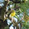 MacGillivray's Warbler photo by Kelly Preheim