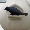 Purple Martin photo by Kelly Preheim