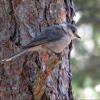 Canada Jay photo by Kelly Preheim
