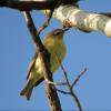 Philadelphia Vireo photo by Kelly Preheim