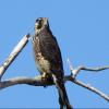 Peregrine Falcon photo by Kelly Preheim