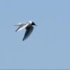 Bonaparte's Gull photo by Kelly Preheim