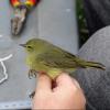 Orange-crowned Warbler photo by Kelly Preheim