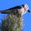 Clark's Nutcracker photo by Ricky D Olson