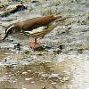 Louisiana Waterthrush photo by Ricky D. Olson