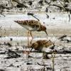 Ruff photo by Ricky D. Olson
