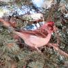 Cassin's Finch photo by Ricky D. Olson