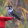 Costa's Hummingbird photo by Ricky D. Olson