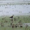 Whimbrel photo by Ricky D. Olson