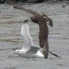 Parasitic Jaeger photo by Ricky D. Olson