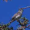 Dusky Flycatcher photo by Tim Ray