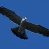 Mississippi Kite photo by Tim Ray