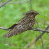 Chuck-will's-widow photo by Doug Backlund