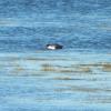 Ancient Murrelet photo by Jeffrey Palmer