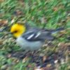 Hermit Warbler photo by Cheryl Vellenga